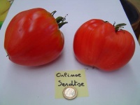 Tomate orlinoe serdtse.jpg