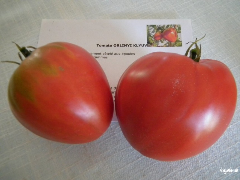 Fichier:Tomate orlinyi klyuv.jpg