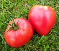 Tomate oscar gonthier-1.jpg
