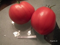 Tomate oscar gonthier.jpg