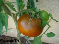 Tomate ozyris-1.jpg