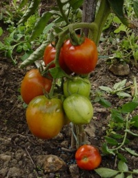 Tomate palosanto-1.jpg