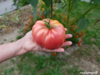 Tomate pamyati korneeva-2.jpg