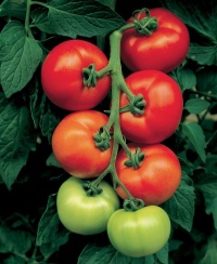 Tomate paola-1.jpg