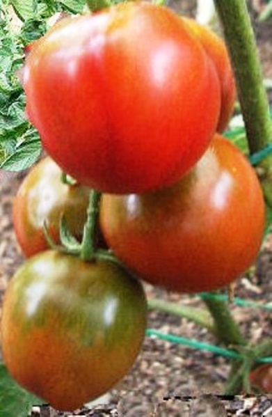 Fichier:Tomate pata negra-1.jpg