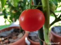 Tomate paudex-1.jpg