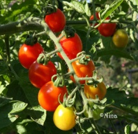 Tomate peacevine cherry.jpg