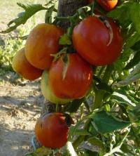 Tomate perestroika.jpg