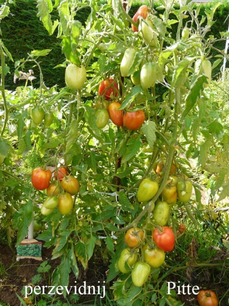 Fichier:Tomate perzevidnij-1.jpg