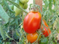 Tomate perzevidnij-2.jpg