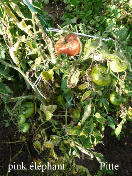 Fichier:Tomate pink elephant-1.jpg