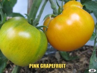 Tomate pink grapefruit.jpg