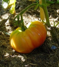 Tomate pink lemon-1.jpg