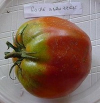 Tomate pira di abruzzo-2.jpg