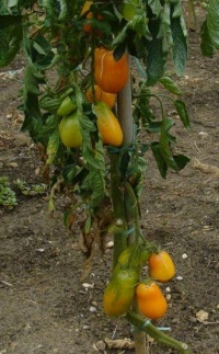 Tomate pirskine orange-1.jpg