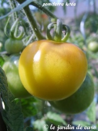 Tomate pomiferra lutea-1.jpg
