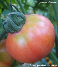 Tomate pomme d amour.jpg