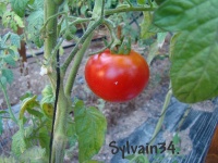 Tomate potager de vilvorde-1.jpg