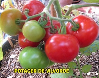 Tomate potager de vilvorde.jpg