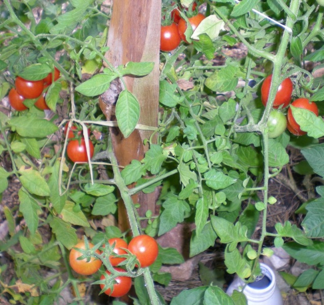 Fichier:Tomate principe borghese-1.jpg