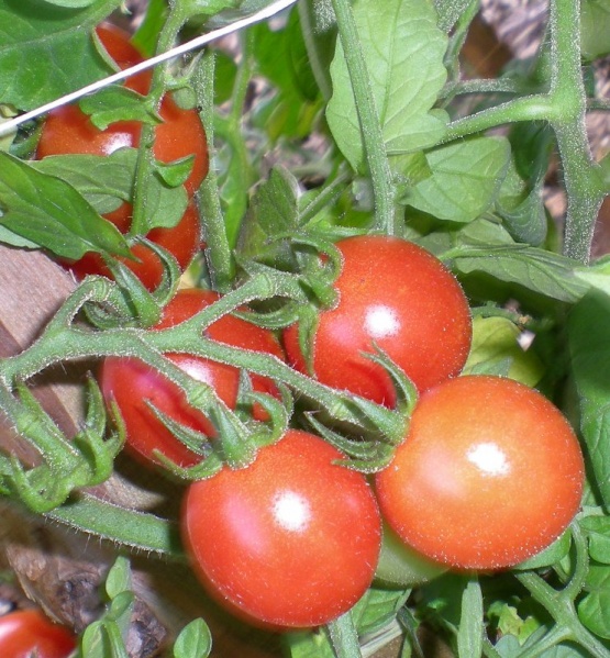 Fichier:Tomate principe borghese.jpg