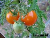 Tomate prize of trials.jpg