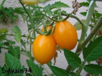 Tomate prune jaune-1.jpg