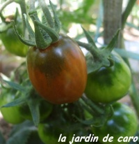 Tomate prune noire-1.jpg