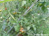 Tomate prune noire-2.jpg