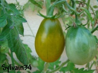 Tomate prune verte-1.jpg