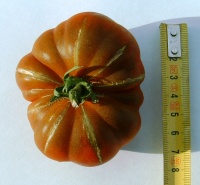 Tomate purple calabash-1.jpg