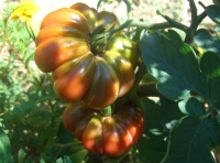 Tomate purple calabash-2.jpg