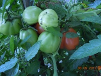 Tomate purple pear brandywine-1.jpg