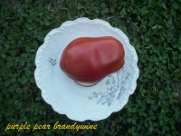 Tomate purple pear brandywine.jpg