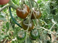 Tomate purple prince-1.jpg