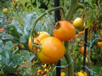 Tomate rayon de soleil.jpg