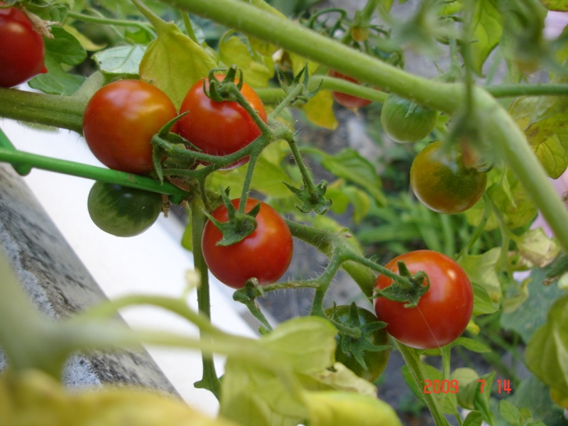 Fichier:Tomate red alert.jpg