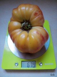 Tomate red belly-2.jpg
