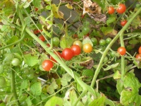 Tomate red currant-1.jpg