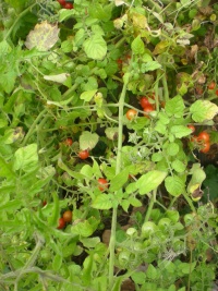 Tomate red currant.jpg