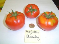 Tomate red field beauty op.jpg