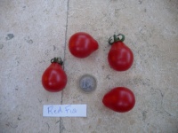 Tomate red fig op.jpg
