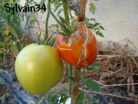 Tomate redskin-1.jpg