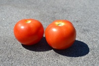 Tomate reine des hatives-1.jpg