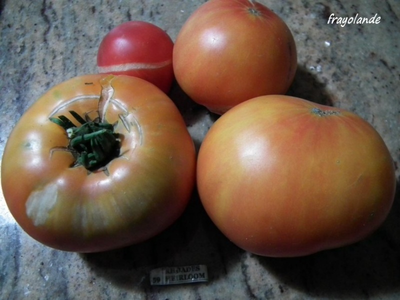 Fichier:Tomate rhoades heirloom-1.jpg