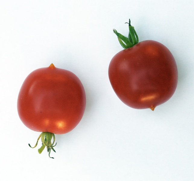 Fichier:Tomate riesentraube.jpg