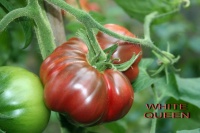 Tomate roger s best black-2.jpg