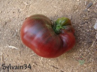 Tomate roger s best black.jpg