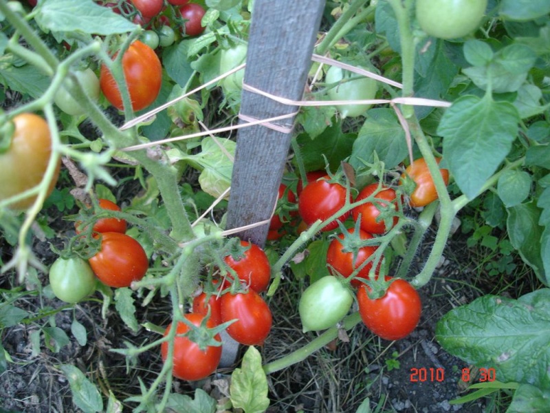 Fichier:Tomate roi humbert-1.jpg