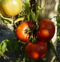 Tomate roskoff rouge-1.jpg